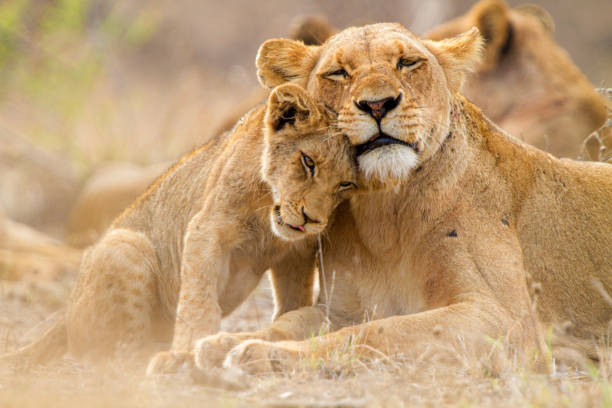 lioness with cub in the kruger national park south africa