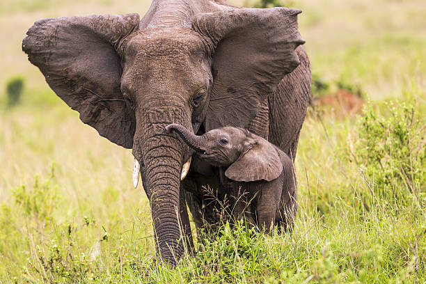 african elephant and baby: teaching in masai mara at kenya.